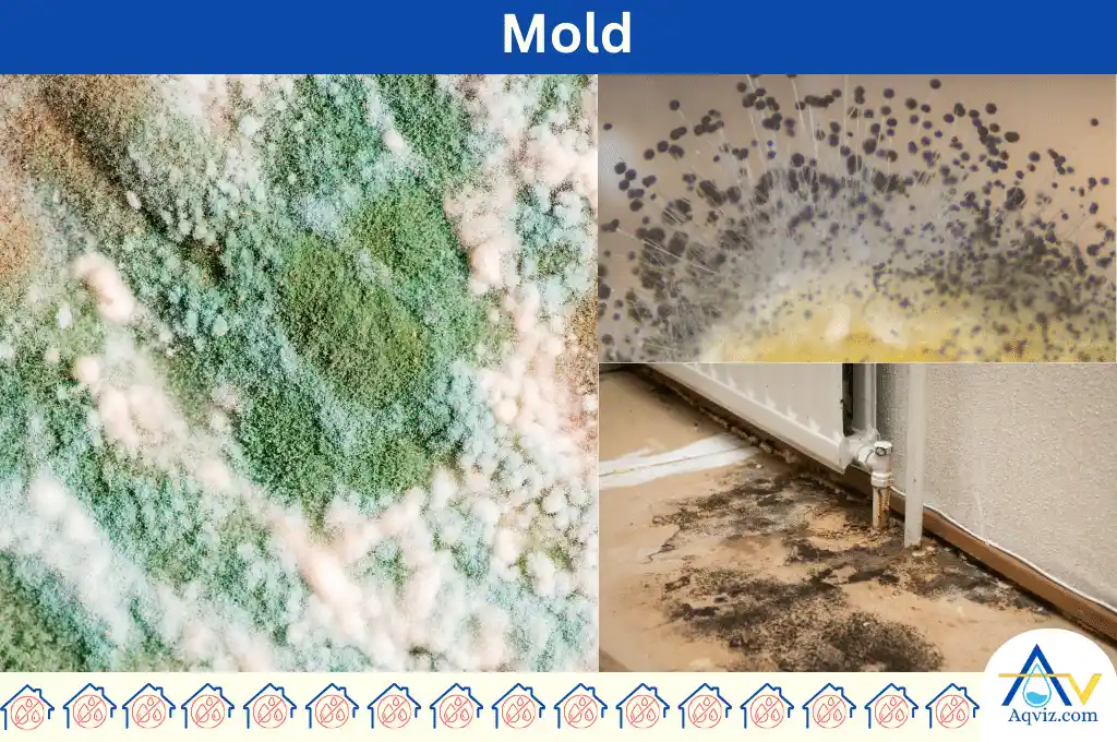 Types of mold in the basement