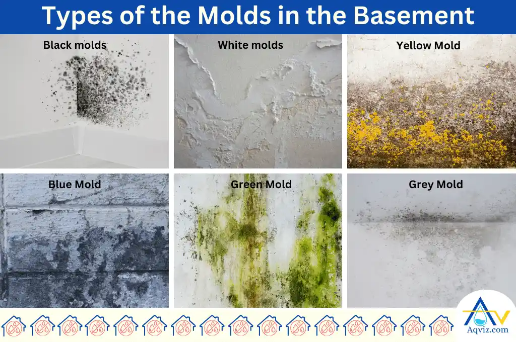 types of mold pictures