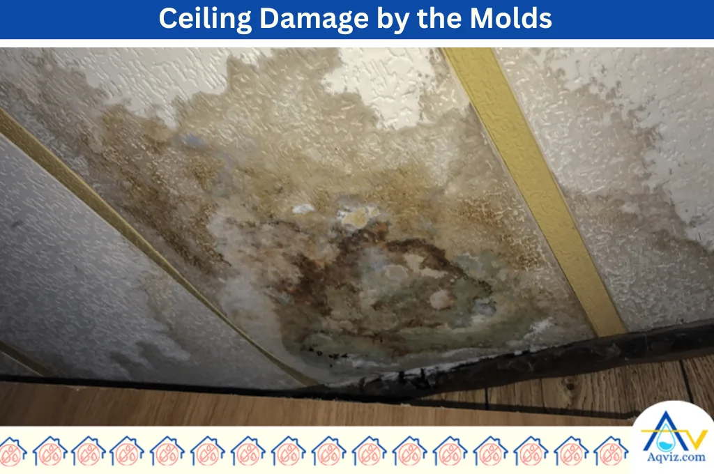 Ceiling-Damage-Mold
