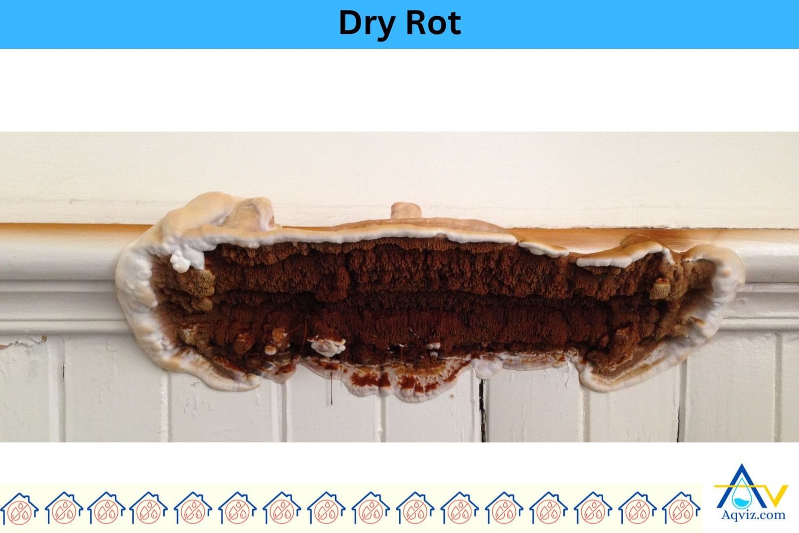Dry-Rot