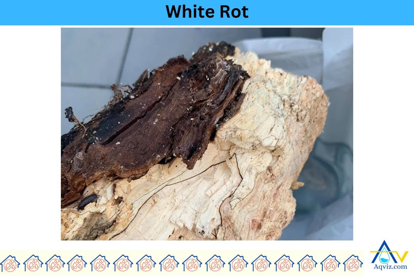 White-Rot