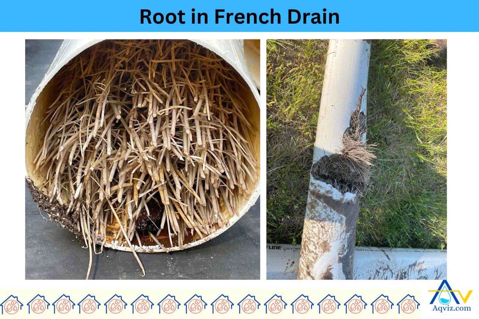 french-drain-root