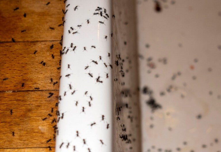 How to Get Rid of Little Black Ants in the Kitchen