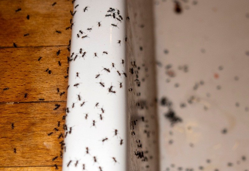 How to Get Rid of Little Black Ants in the Kitchen