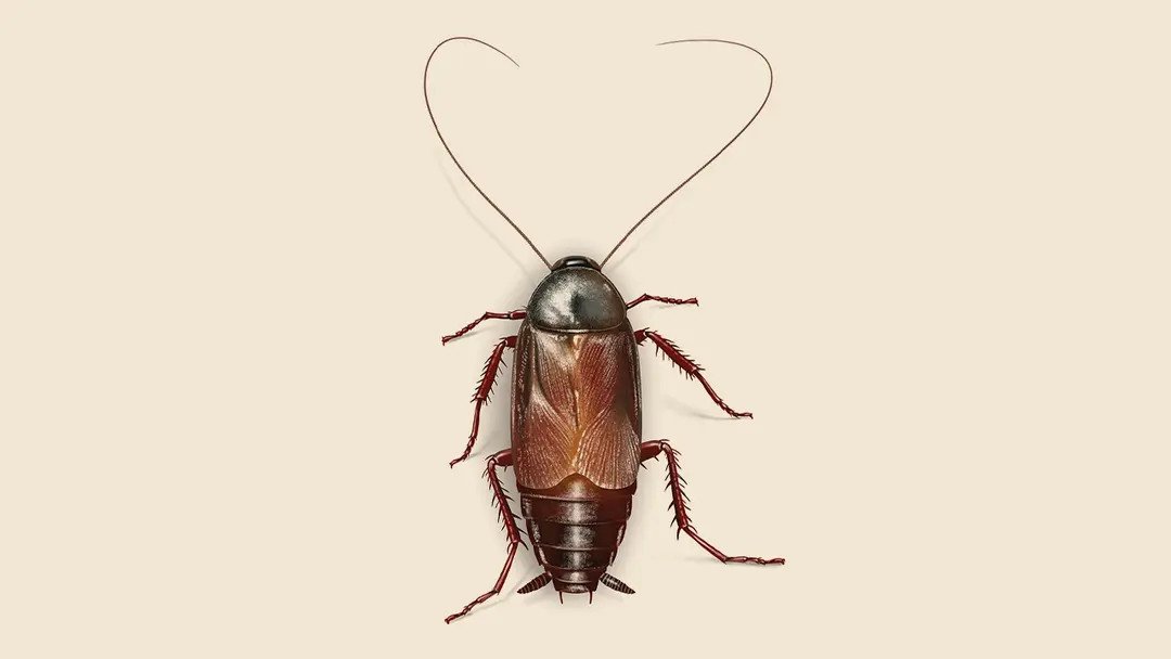 How to Get Rid of Oriental Roaches: The Moisture-Loving Outdoor Invader