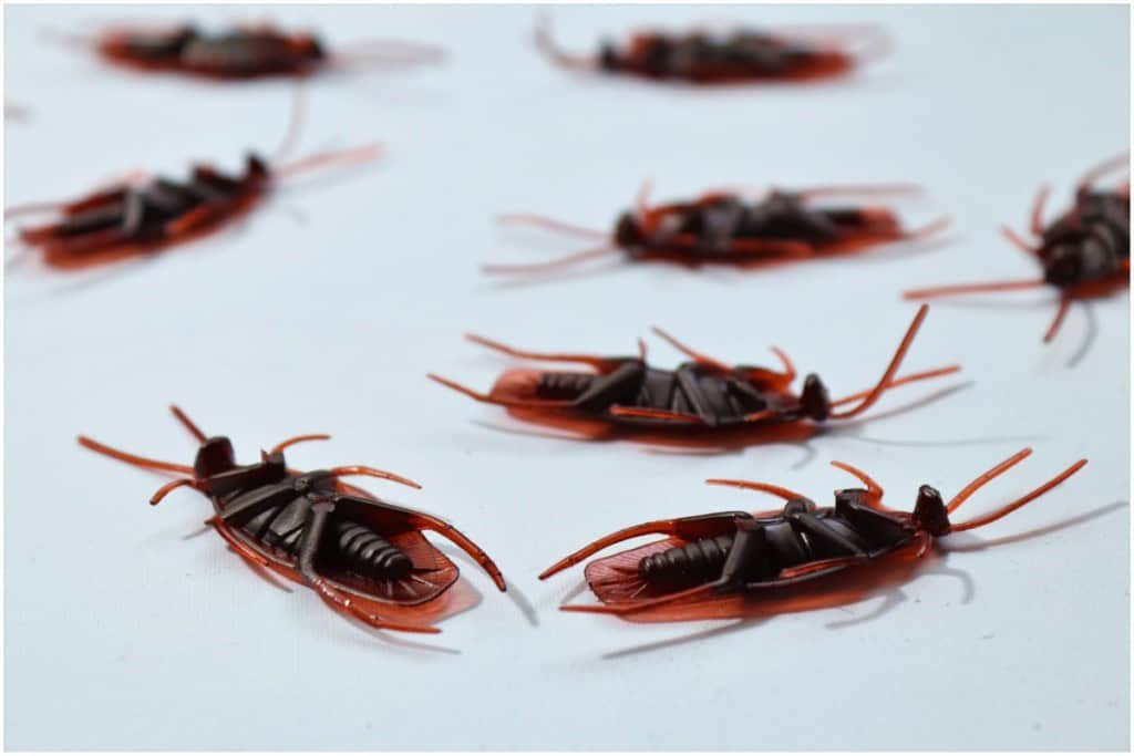 How to Get Rid of Roaches in Your Home