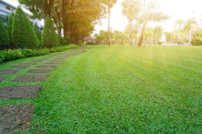 Why Buffalo Turf Remains One of Australia’s Most Popular Lawn Choices