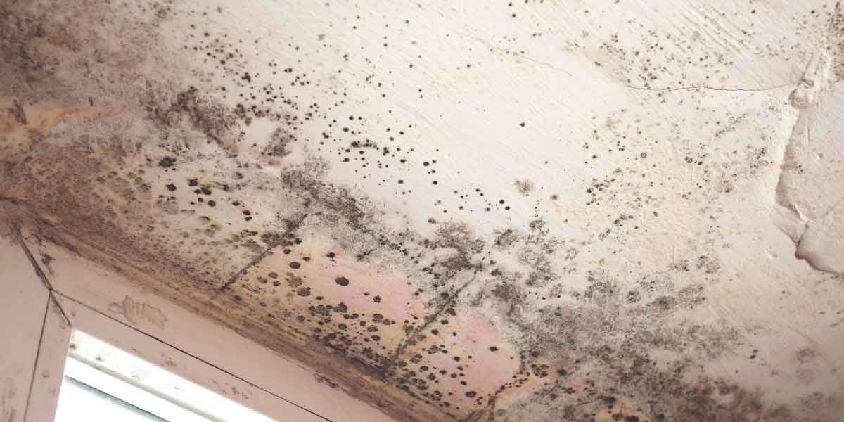 Air Quality Test for Mold: What the Report Proves