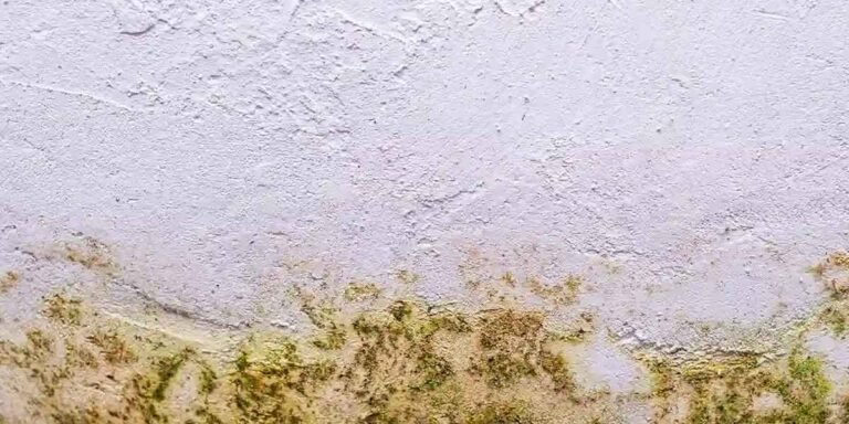Basement Mold Paint: Why It Peels and What Stops Regrowth