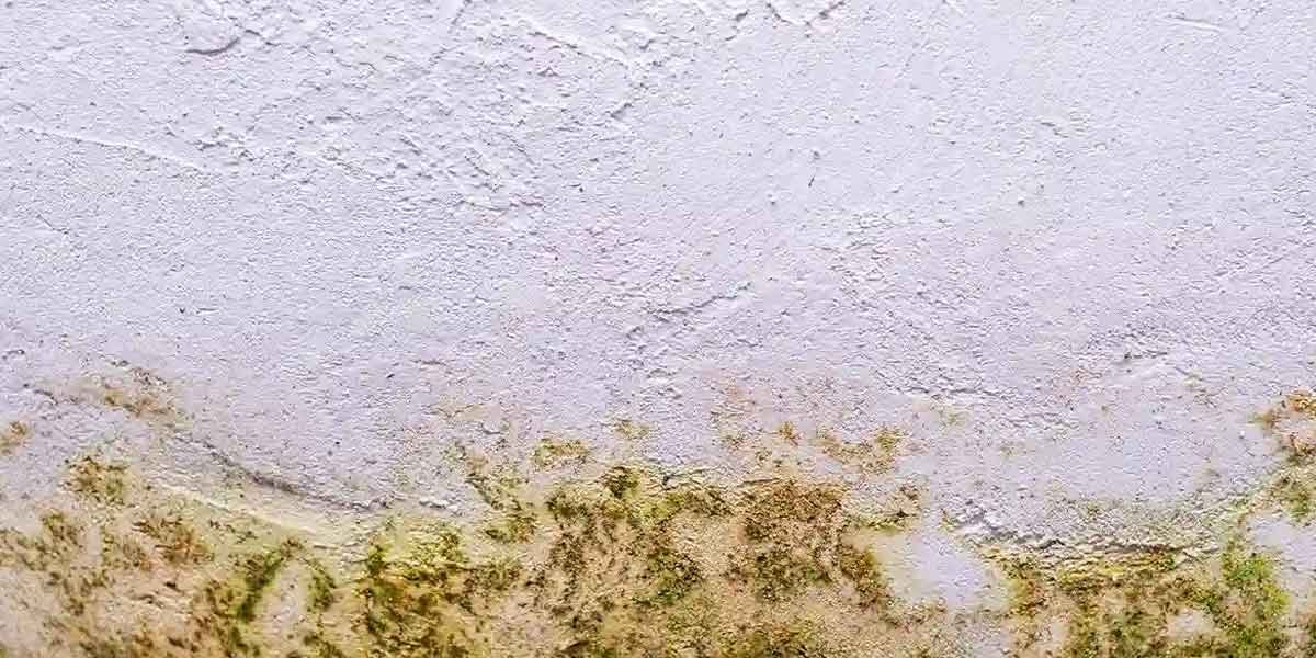 Basement Mold Paint: Why It Peels and What Stops Regrowth