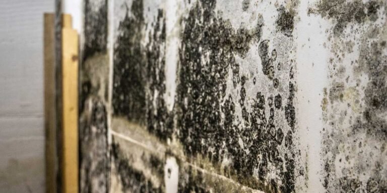 Basement Mold Remediation Cost: What You’ll Actually Pay
