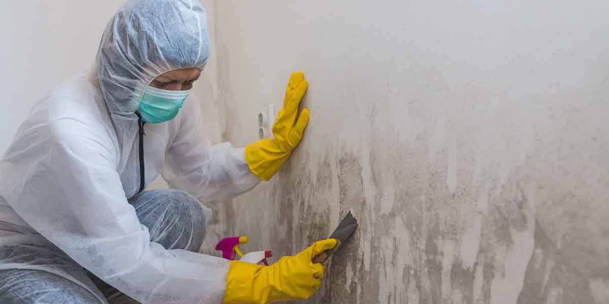 How Much Does It Cost to Do a Mold Inspection?