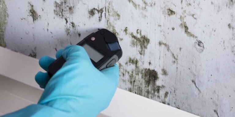 Mold Testing in Home: When It’s Worth Paying For