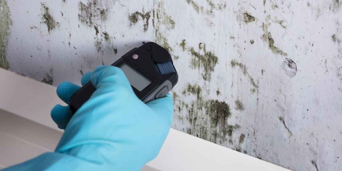 Mold Testing in Home: When It’s Worth Paying For