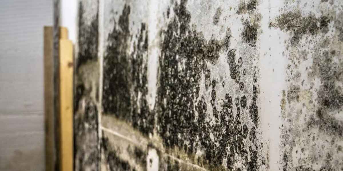 What Humidity Does Mold Grow in a Basement? The Threshold